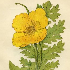 Meet your Posher, Anne